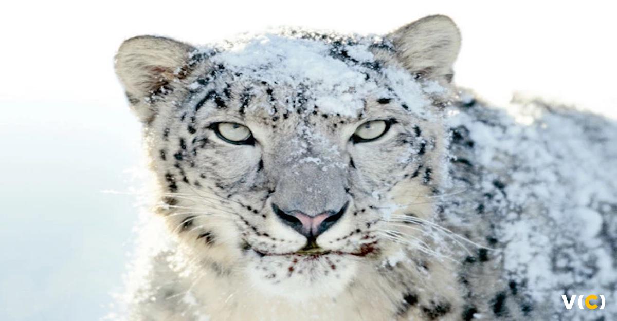 Comunicación interna y agilidad